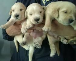 golden retriever cachorrazos