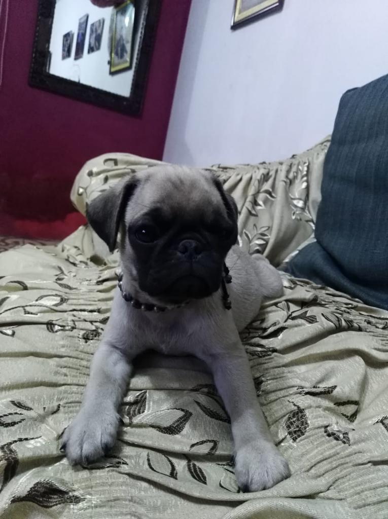 Cachorro Pug