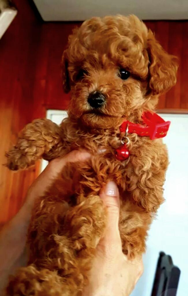 Adorabless Poodle Rojos Toys Envia Video