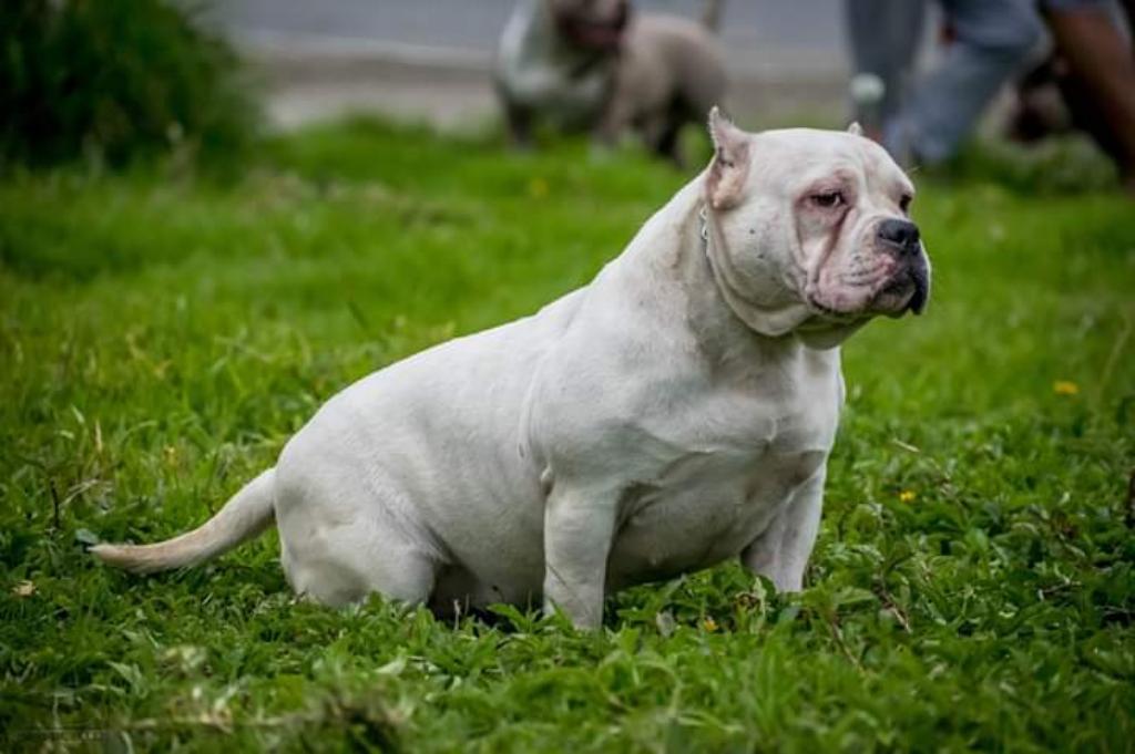 American Bully