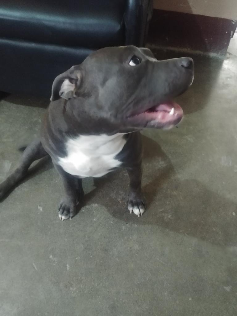 American Bully