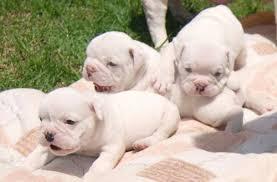 BULLDOG INGLES BLANCOS MACHO HENBRA