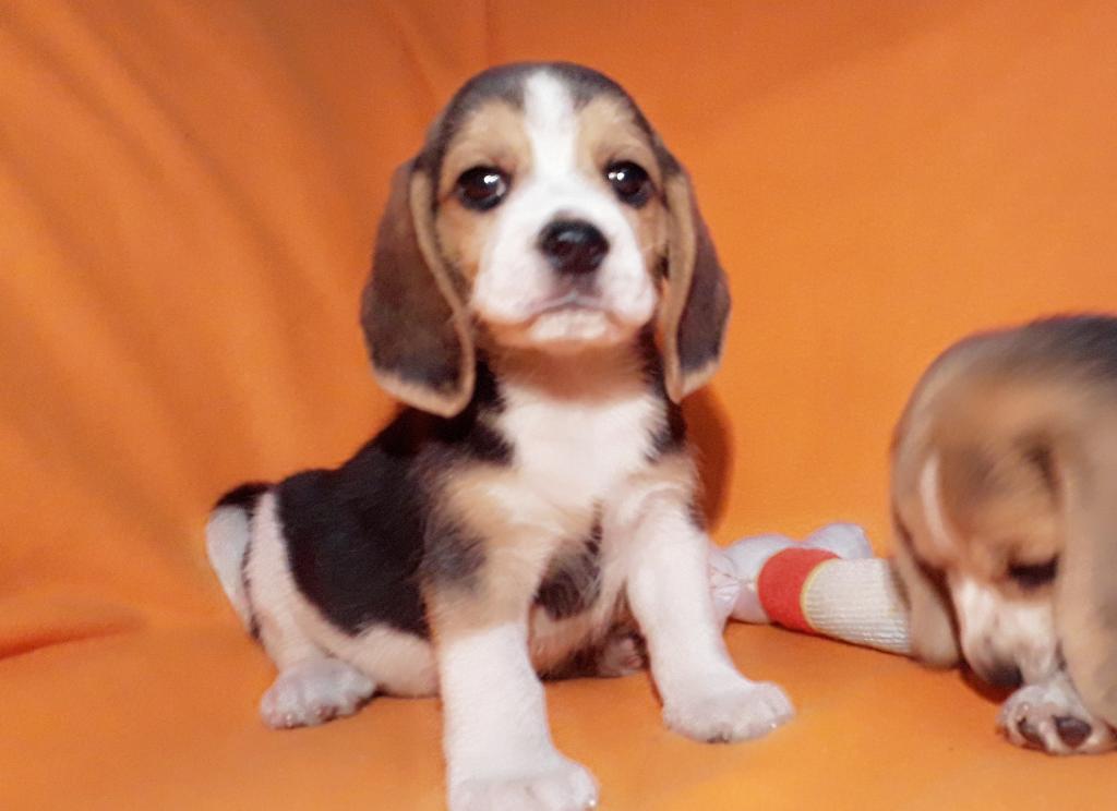 Beagle Oferta