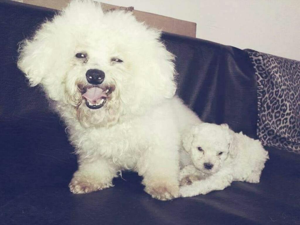 Bichon Frise