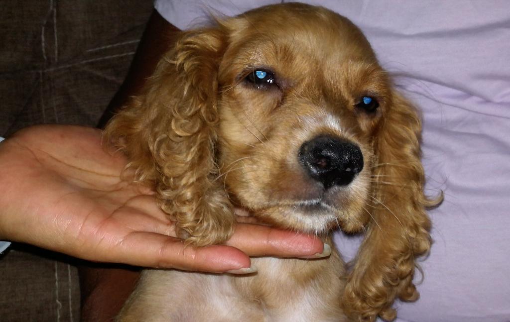 Cachorra Cocker Spaniel