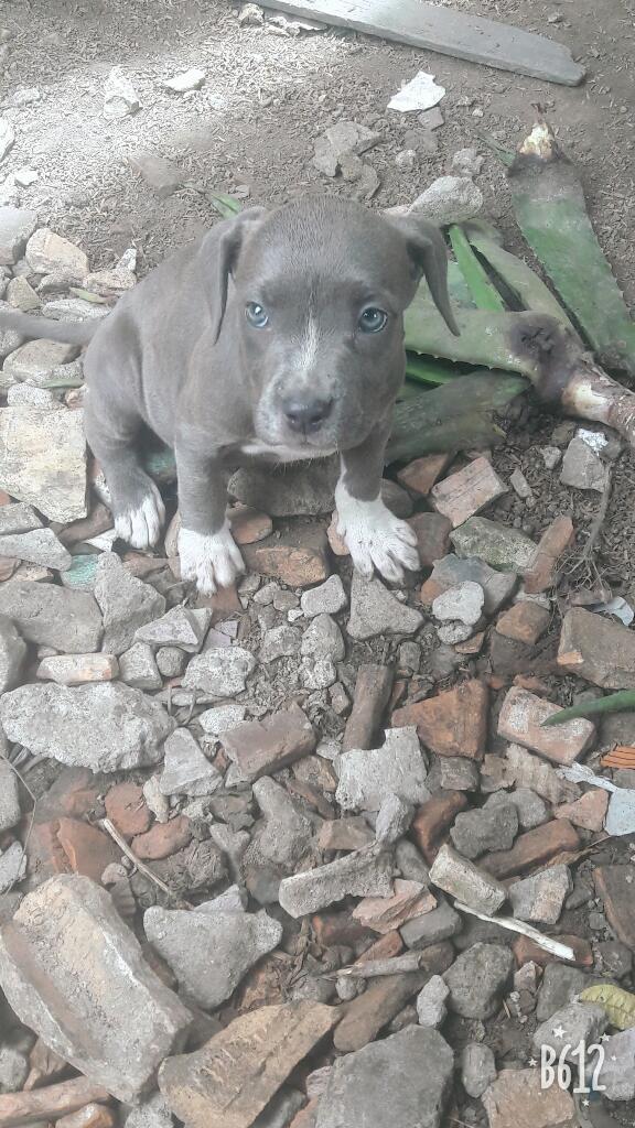 Cachorras Fusion Bully