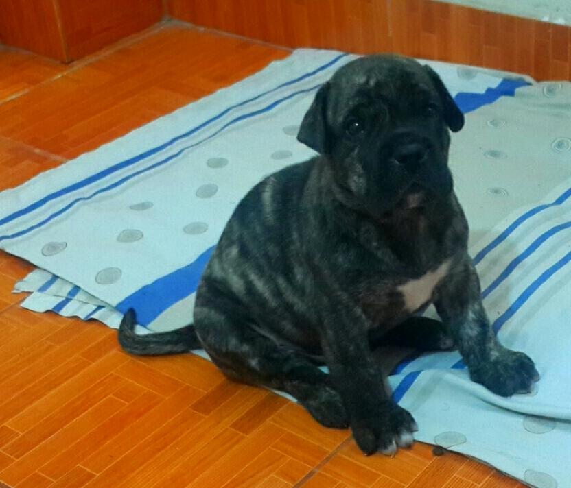 Cachorro Presa Canario