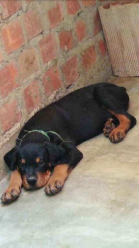 Cachorro Rottweiler