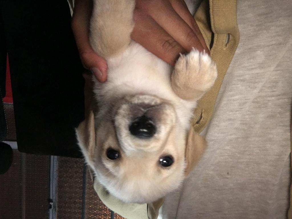 Cachorro labrador