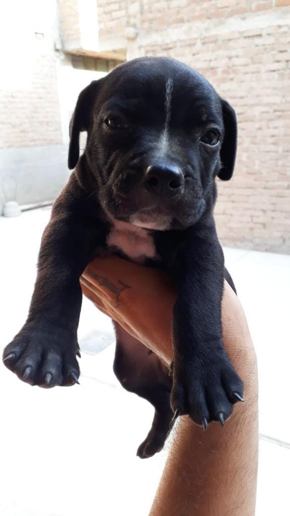 Cachorros American Bully