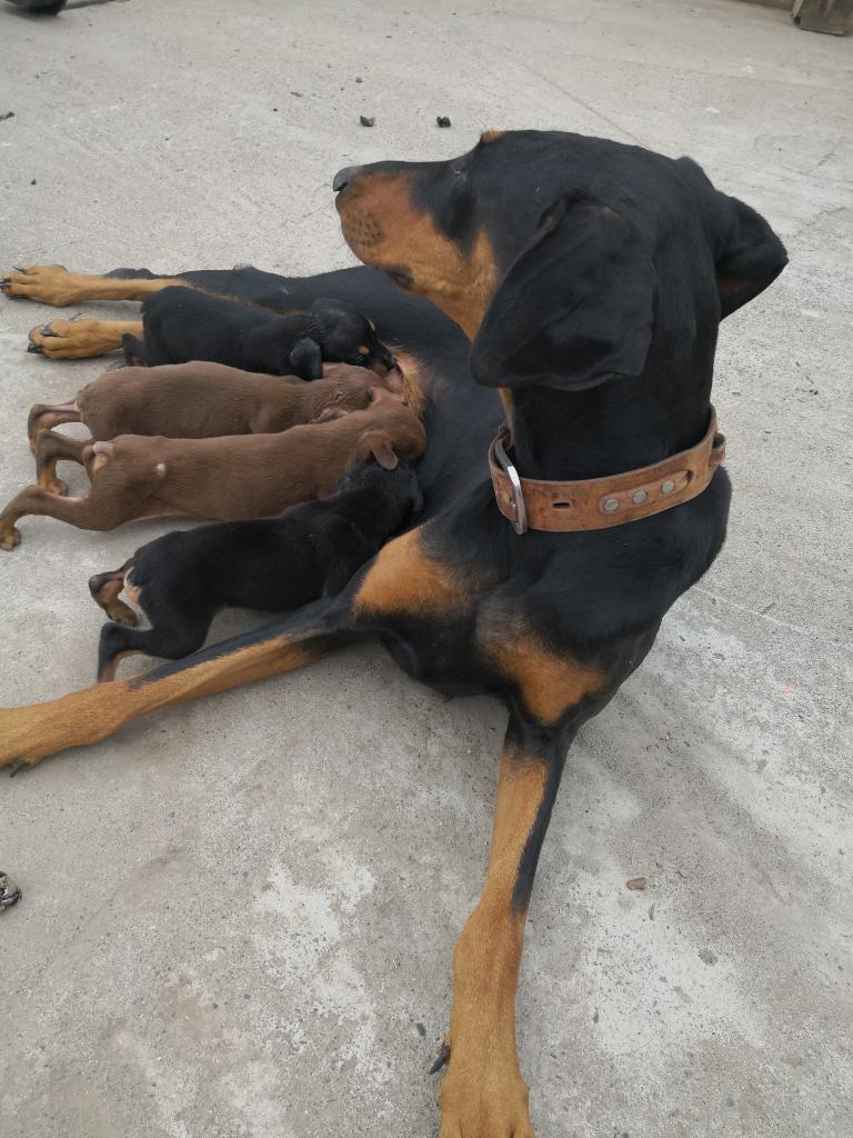 Cachorros Doberman