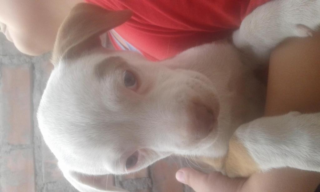 Cachorros Pitbull cruce con Dogo Argentino