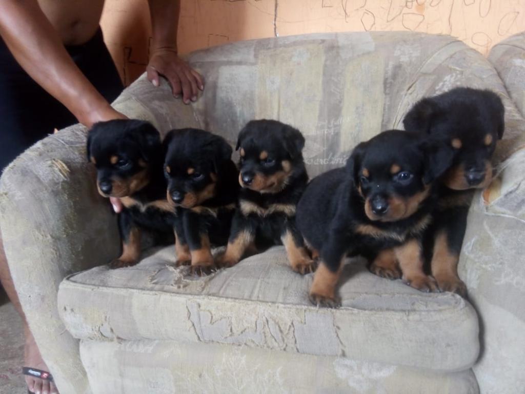 Cachorros Rottweiler Aleman