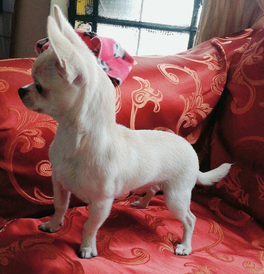 Chihuahua Brinda Servicio De Monta