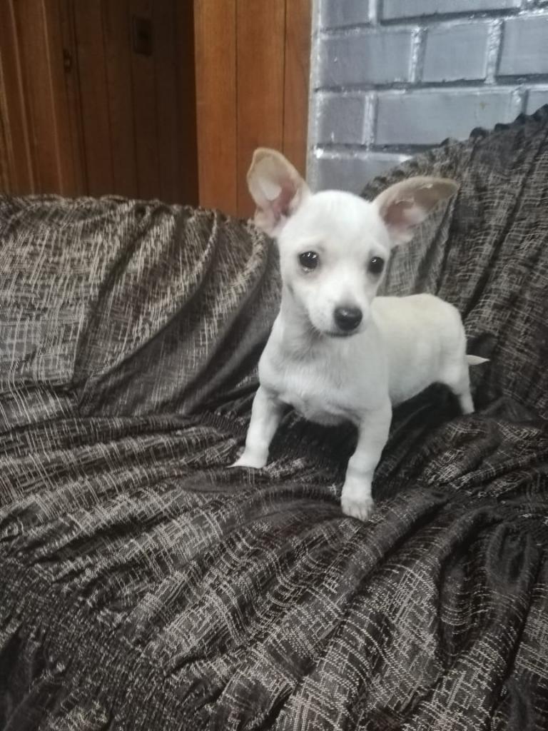 Chihuahua Macho Y Hembra