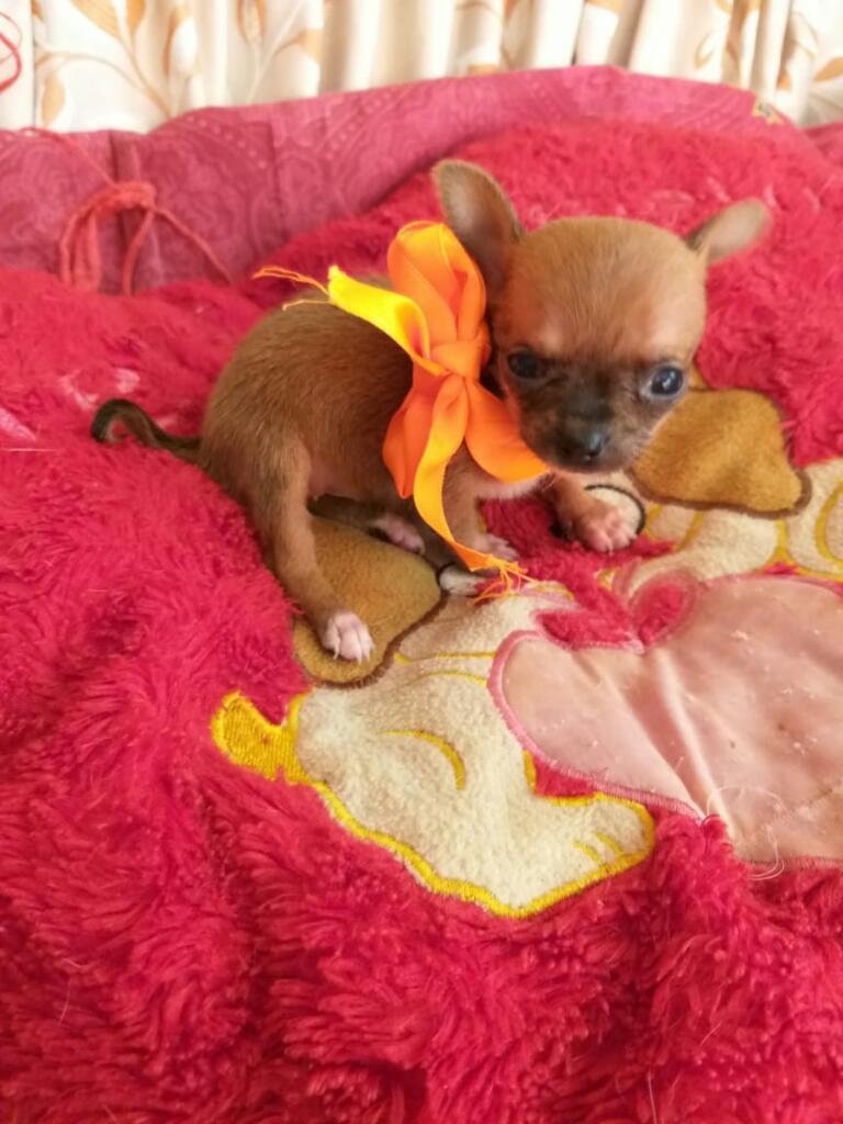 Chihuahuas Hermosos