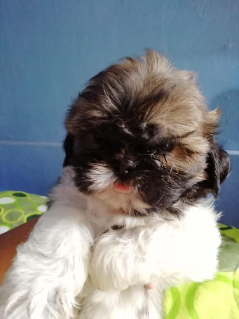 Chitzu Toy