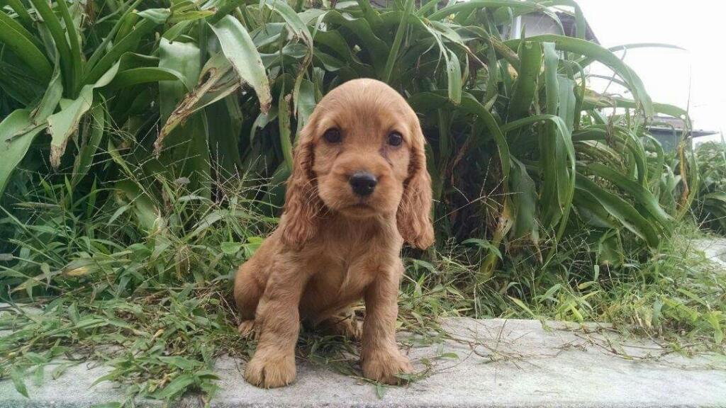Cocker