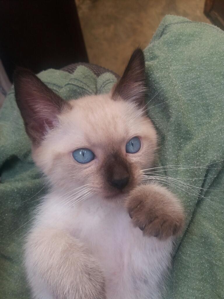 Gatito Siameses Ojos Azules 