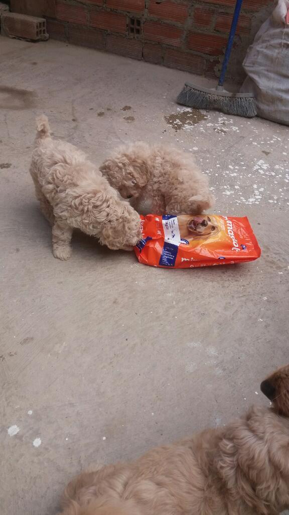 Hermosos Cachorros Poodle