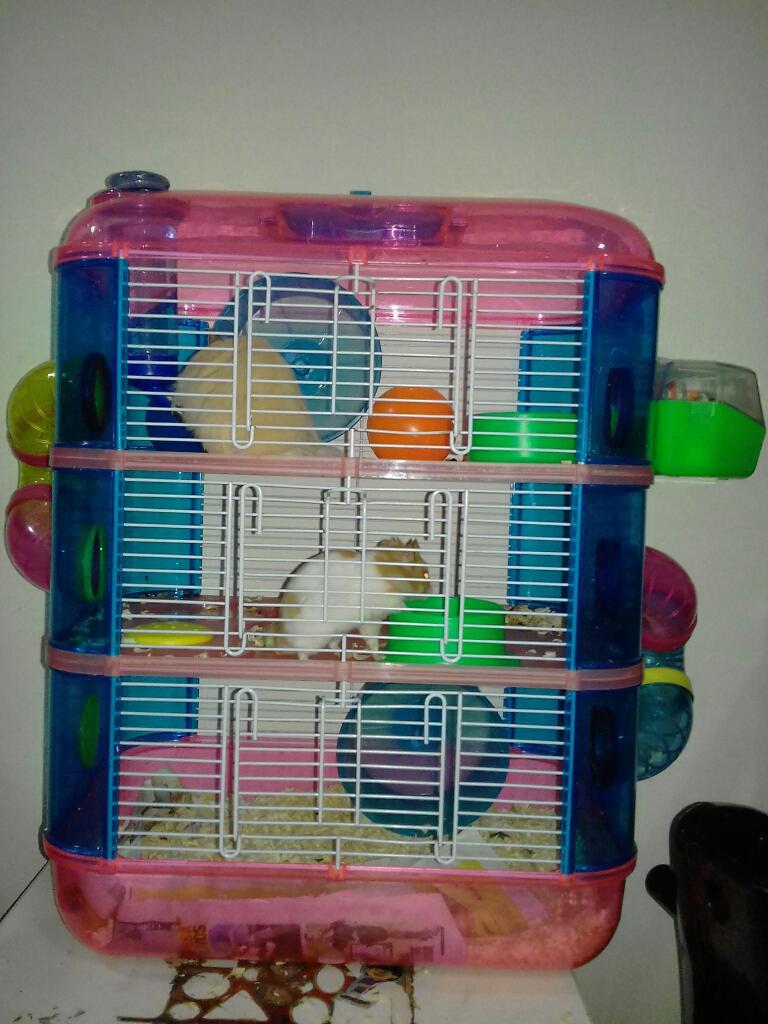 Jaula Hamster con 2 Mascotas