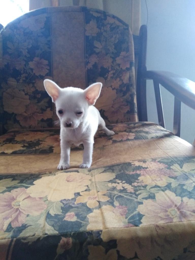 Lindo Chihuahua Mini Toy