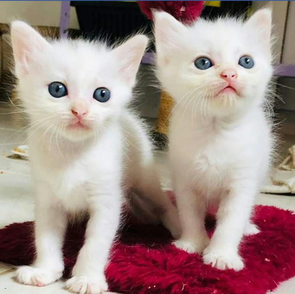 Lindos Gatito Angora