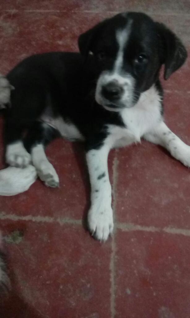 Perrita en Adopción