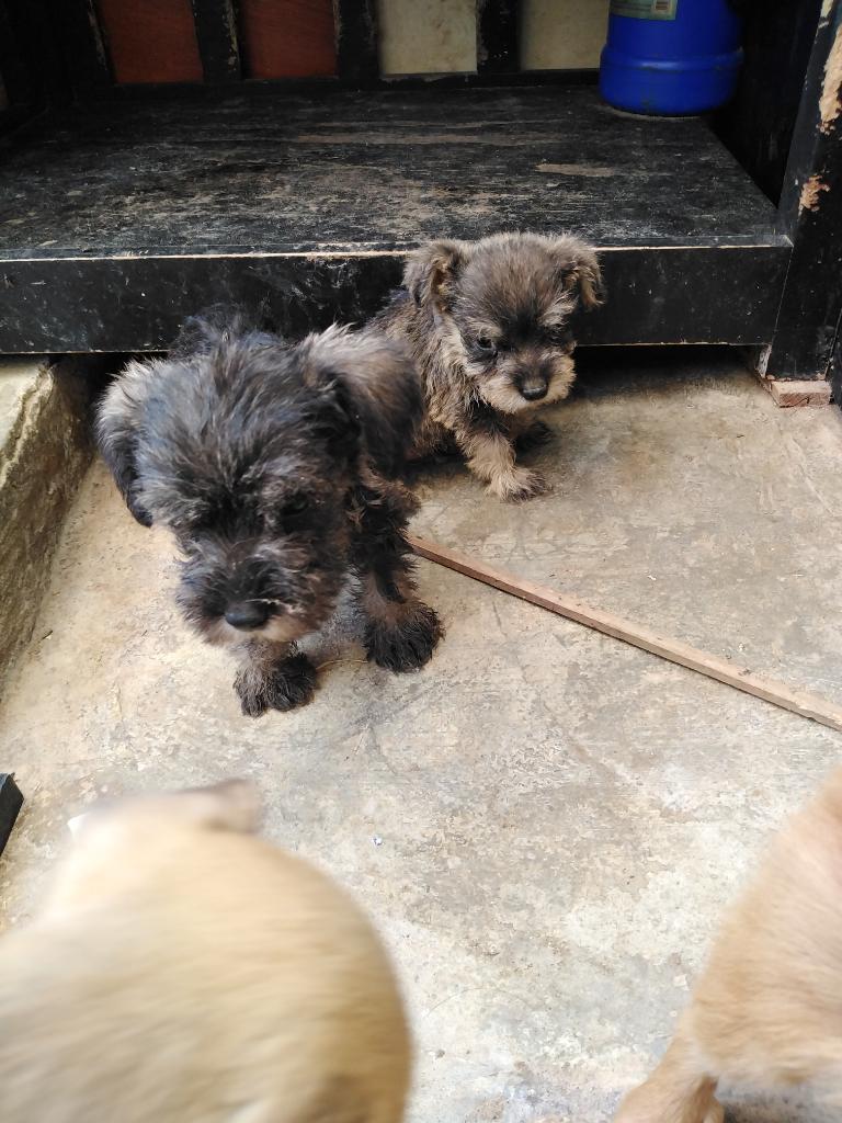 Perritos Schnauzer