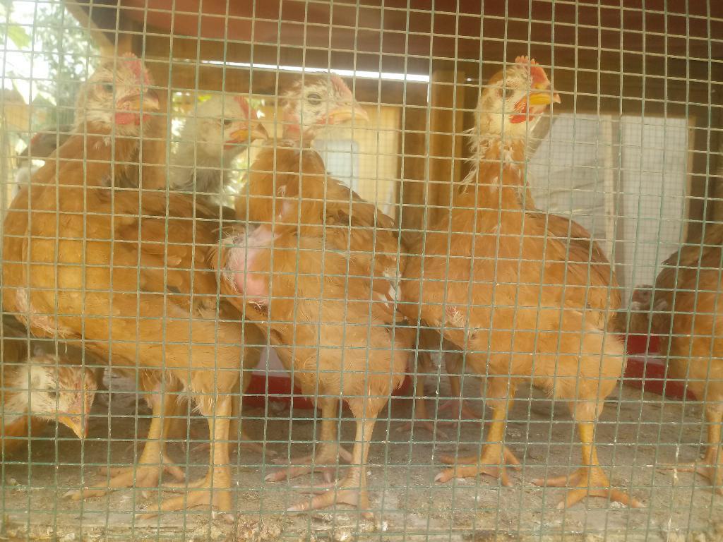 Pollos Mejorados