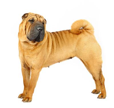 Remato Perrito Sharpei Macho