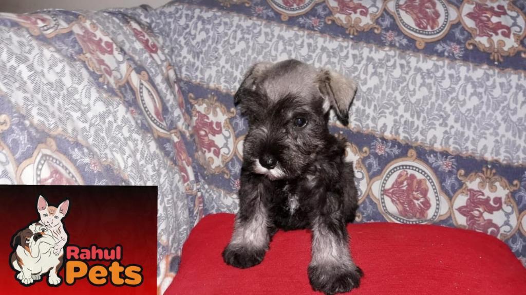 Schnauzer Peludo