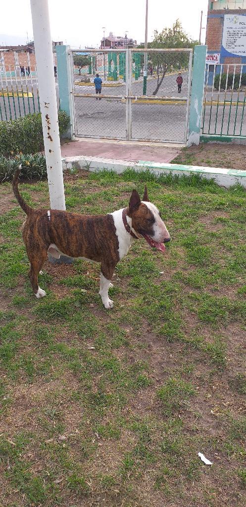 Servicio de Monta Bull Terrier