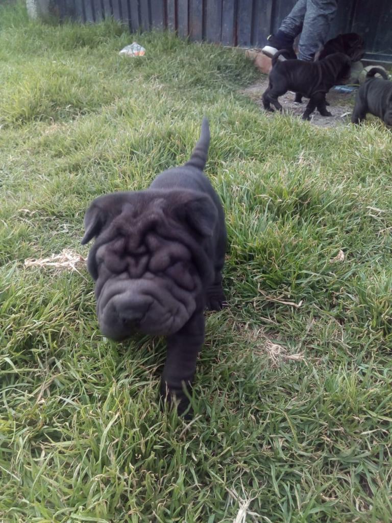 Sharpei Cariñosos