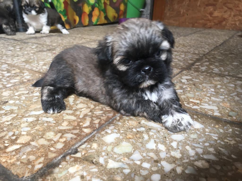 Shih Tzu Cachorro