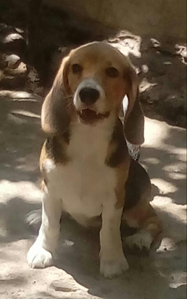 Vendo Beagle a Buen Precio