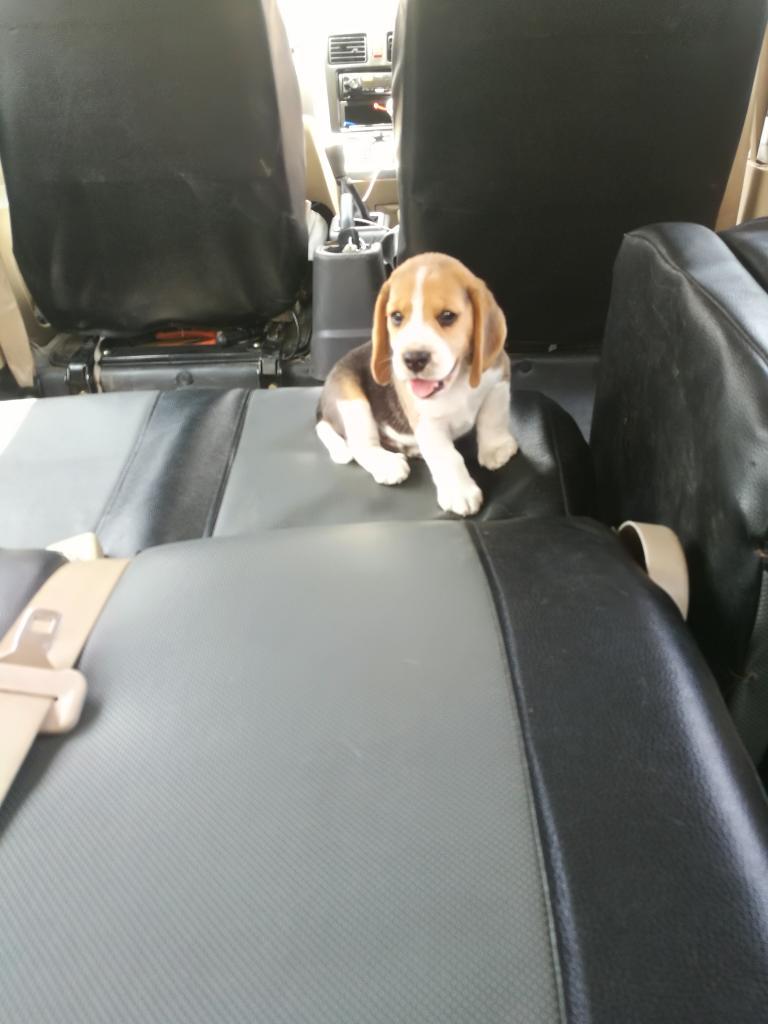 Vendo Beagle por Viaje Macho Y Hembra