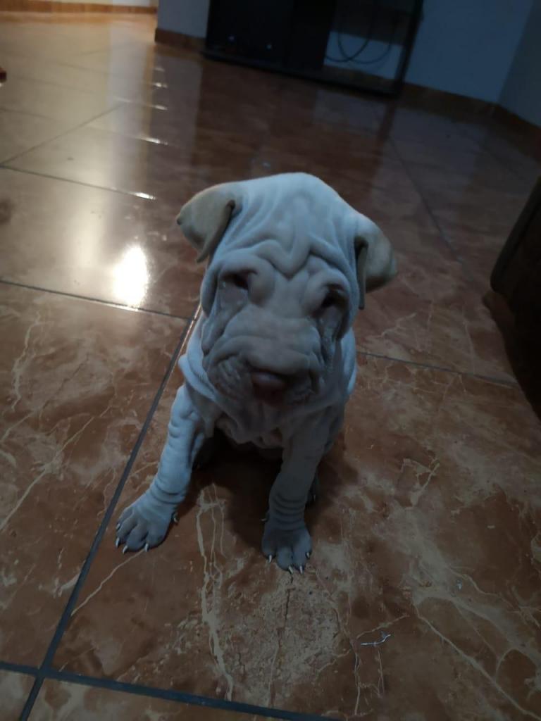 Vendo Cachorra Sharpei