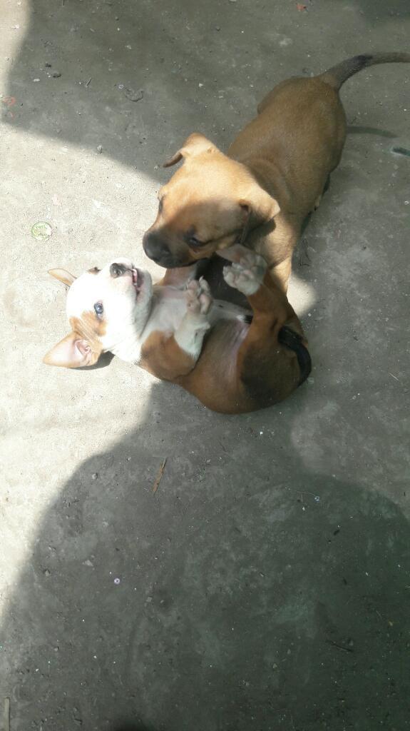 Vendo Cachorritos Pitbull