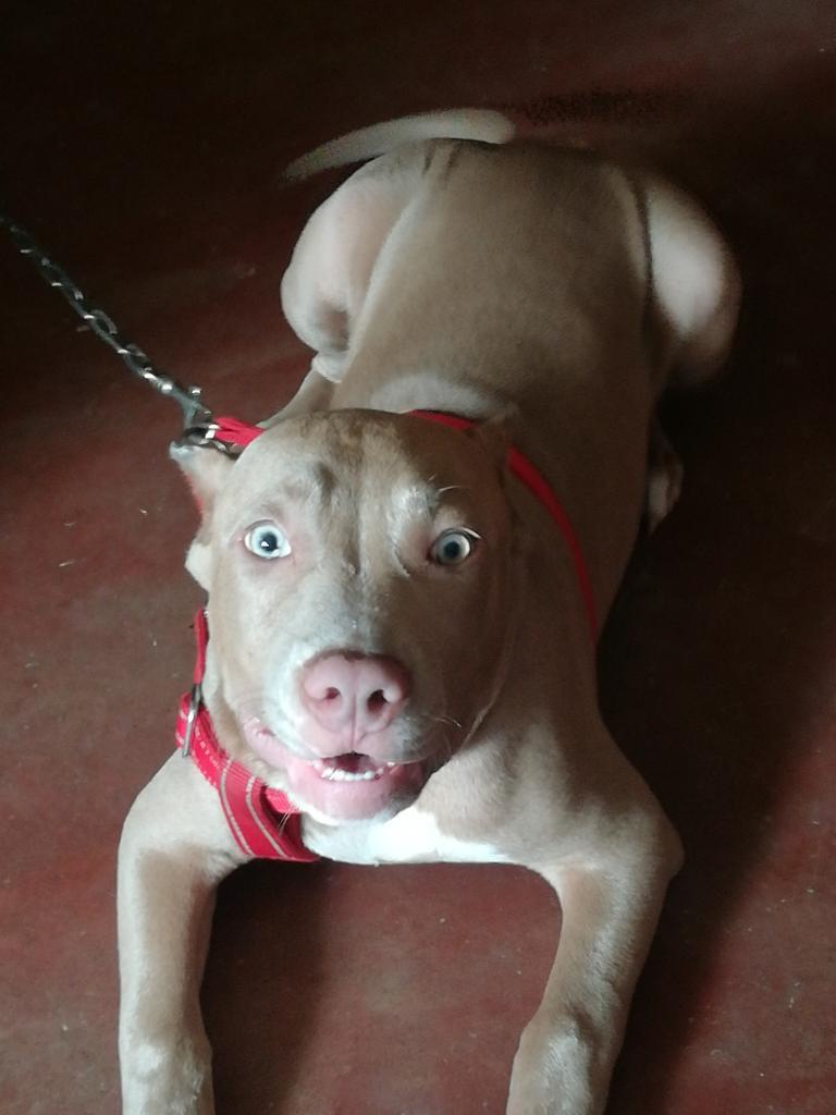 Vendo Cachorro American Bully