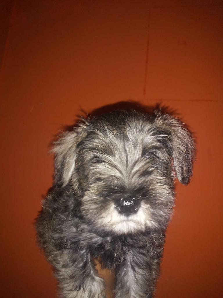 Vendo Cachorro Schnauzer Sal Y Pimienta