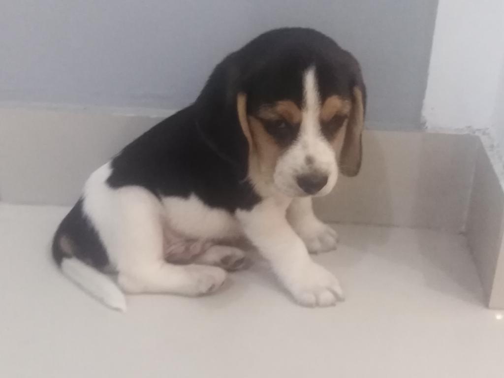 Vendo Perros Beagle, Precio Negociable