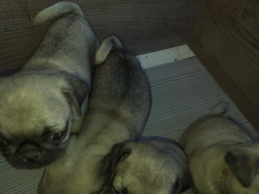 Vendo Pug Carlino