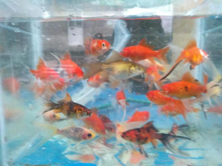 Vendo Peces