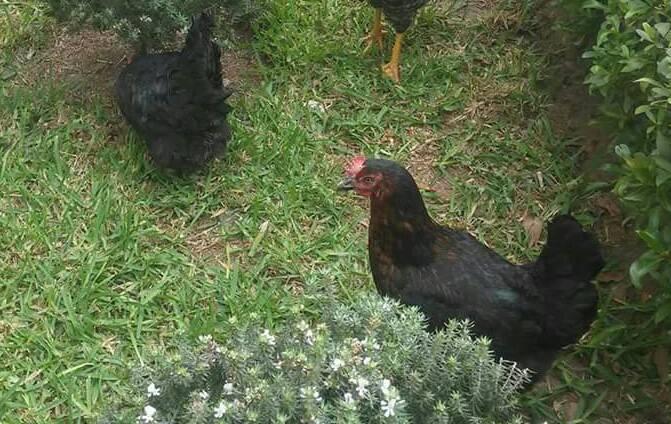 A la venta gallinas Black Stard de 4 meses y medio
