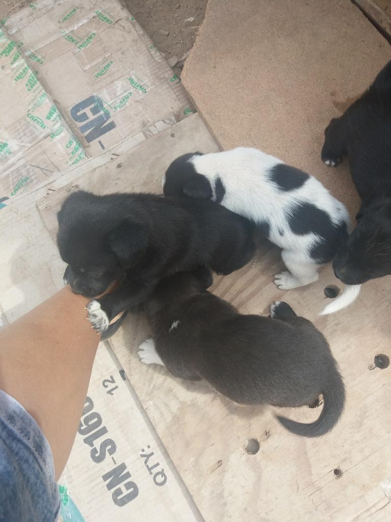 Adopto Perritos