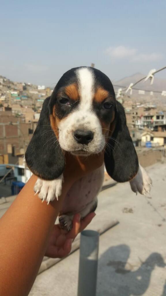 Basset Hound