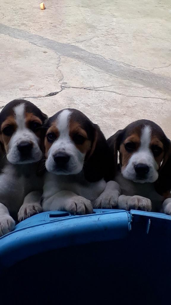 Beagles