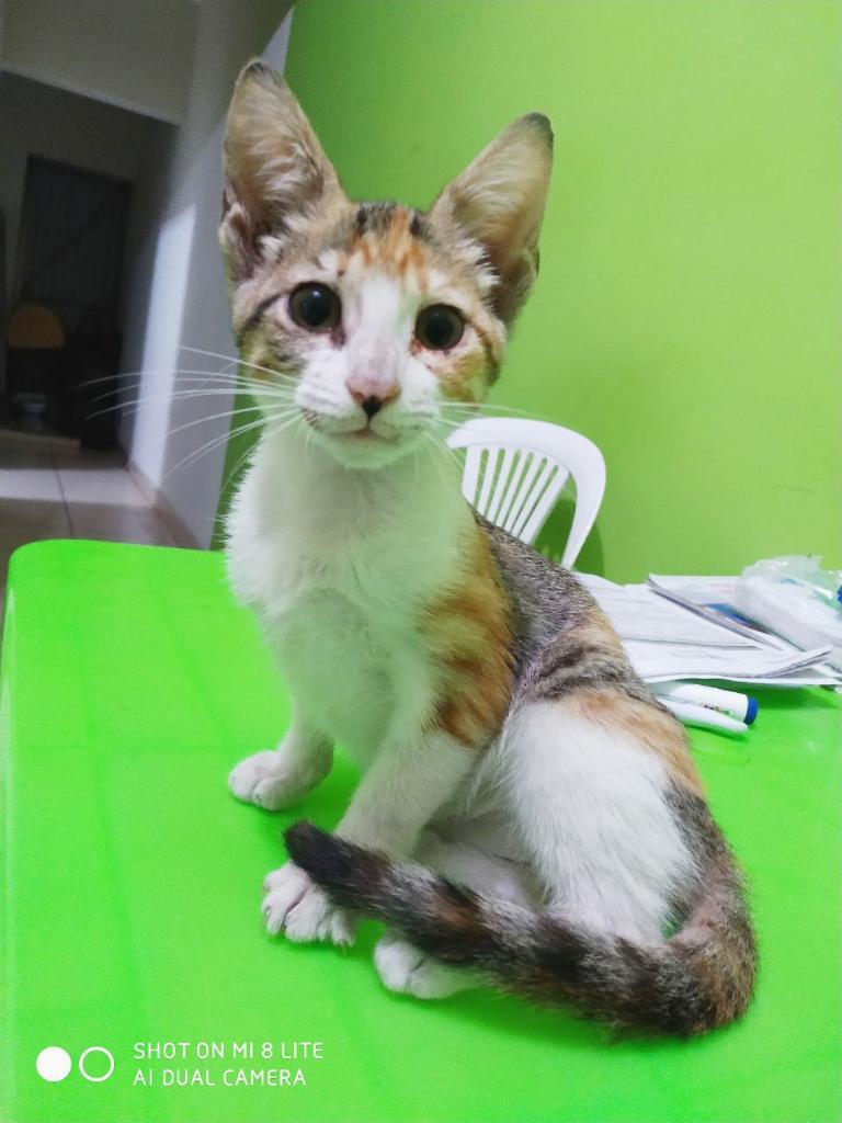 Bella Gatita 3 Meses Adopción