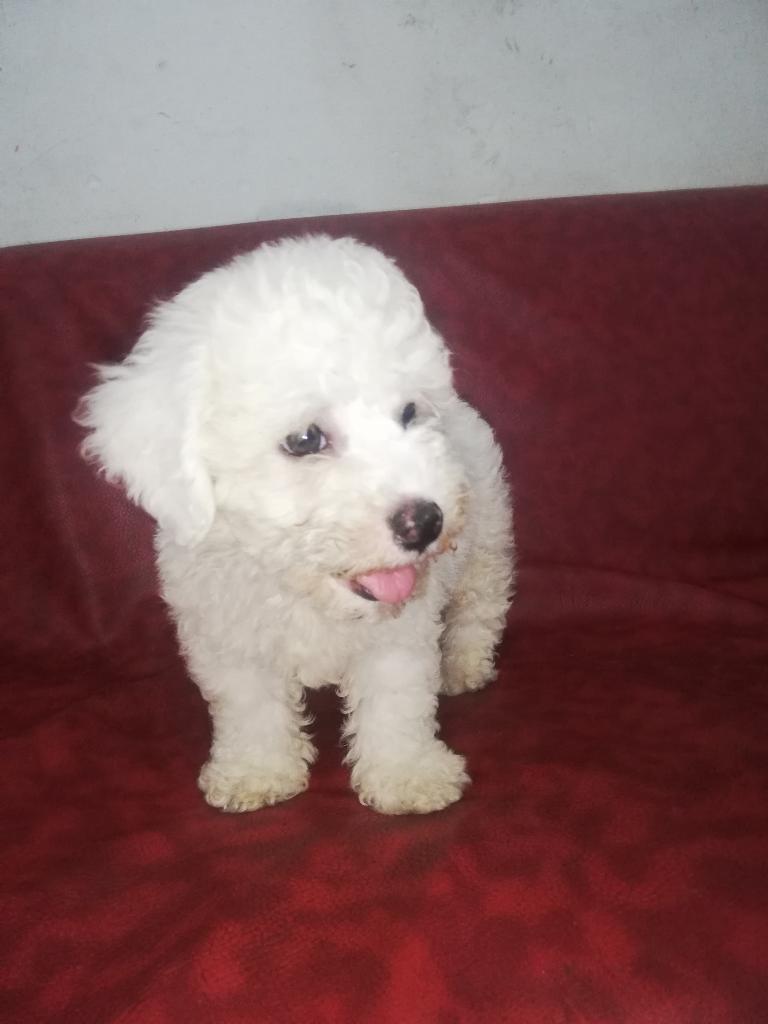 Bichon Frise